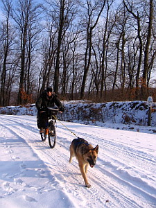 Bikejöring hóban