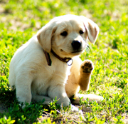 Gracie Gracie
